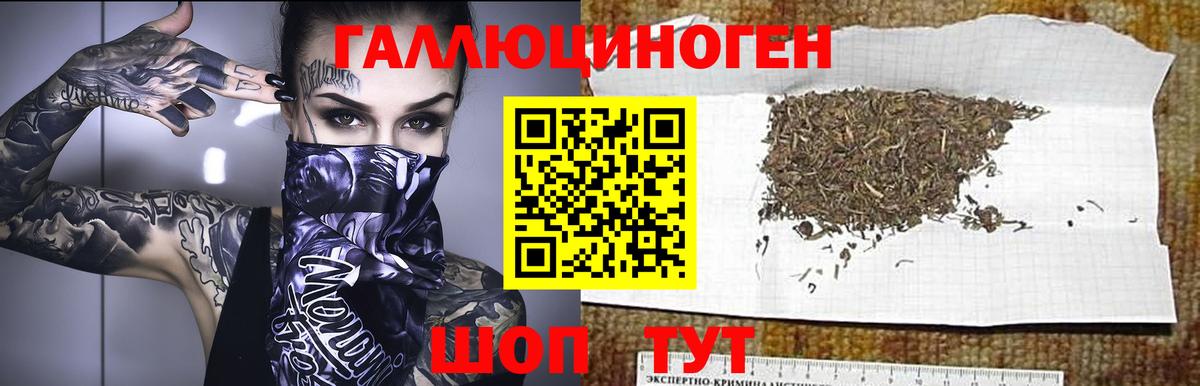 Галлюциногенные грибы Psilocybe Конаково